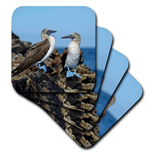 3dRose Ecuador, Galapagos Islands, Isabela Island Blue-Footed Booby Soft Coasters (Set of 4) 3dRose Ecuador, Galapagos Islands, Isabela Island Blue-Footed Booby Soft Coasters (Set of 4)