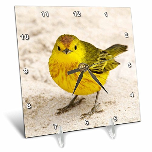 3dRose dc_86065_1 Ecuador, Galapagos Islands, Yellow Warbler Bird - SA07 BJA0017 - Jaynes Gallery - Desk Clock, 6 by 6-Inch
