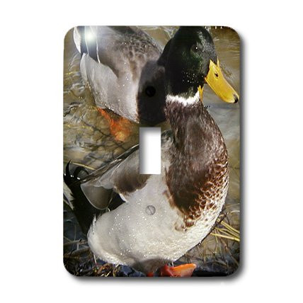 3dRose lsp_19128_1 Mallard Duck Light Switch Cover