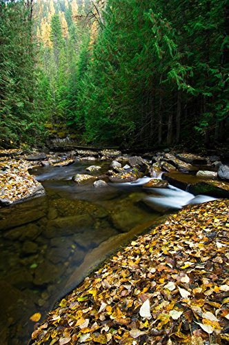 Posterazzi Fallen autumn color leaves and forest along Ross Creek Montana USA. Poster Print, (12 x 36)
