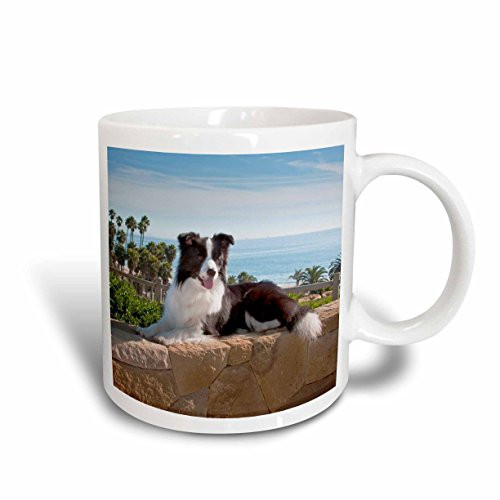 3dRose A Border Collie dog-US05 ZMU0102-Zandria Muench Beraldo Ceramic mug, 11 oz, White