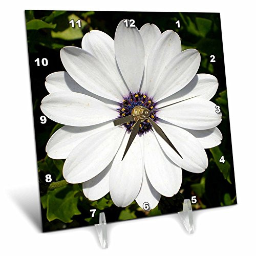 3dRose dc_21422_1 Flower African Daisy White Desk Clock, 6 by 6-Inch