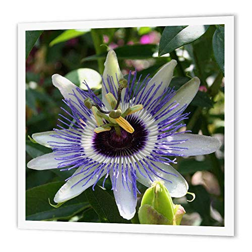 3dRose ht_21751_3 Flower Passion Flower-Iron on Heat Transfer Paper for White Material, 10 by 10-Inch