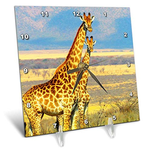 3dRose Giraffes. Africa. Zoo. - Desk Clock, 6 by 6-Inch (dc_220666_1)