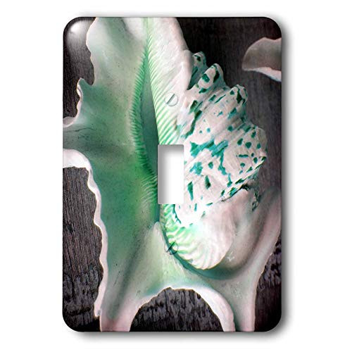 3dRose lsp_36927_1"Green Speckled Sea Shells Single Toggle Switch