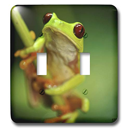 3dRose lsp_10387_2 Green Tree Frog On A Twig Double Toggle Switch