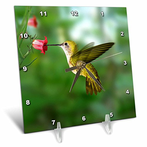 3dRose Hummingbird Desk Clock, 6 by 6-Inch