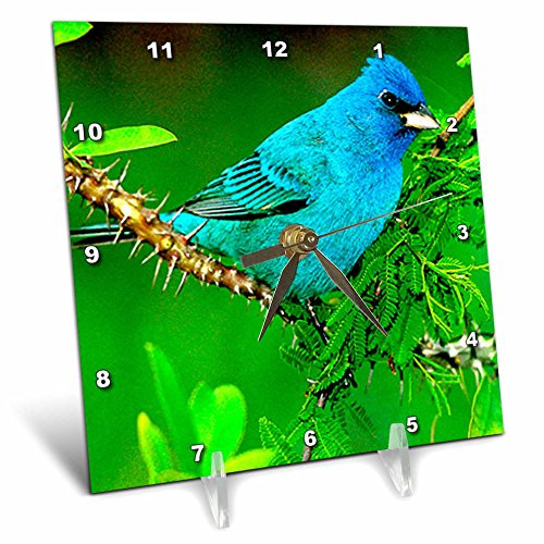 3dRose Indigo Bunting Desk Clock, 6 by 6-Inch 3dRose Indigo Bunting Desk Clock, 6 by 6-Inch