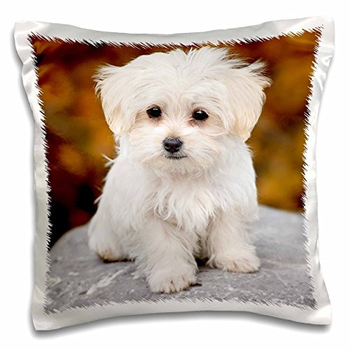 3D Rose Maltese Cute Little Puppy Pillow Case, 16" x 16" 3D Rose Maltese Cute Little Puppy Pillow Case, 16" x 16"
