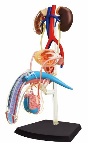 TEDCO Learn About Human Anatomy - Male Reproductive System Model (Age 8+)