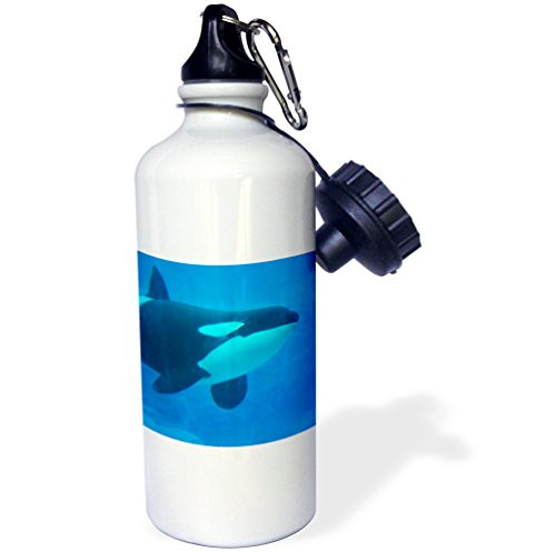 3dRose orca killer whale underwater blue-Sports Water Bottle, 21oz (wb_182103_1), Multicolored