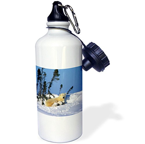 3dRose wb_70165_1"Manitoba, Churchill. Polar Bear and cubs-CN03 GJE0018 Gavriel Jecan" Sports Water Bottle, 21 oz, White