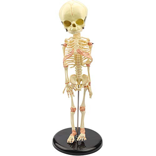 Human Skeleton Model Miniature Baby Skeleton Model for Display Study Teaching Anatomical Model and Gift for Halloween