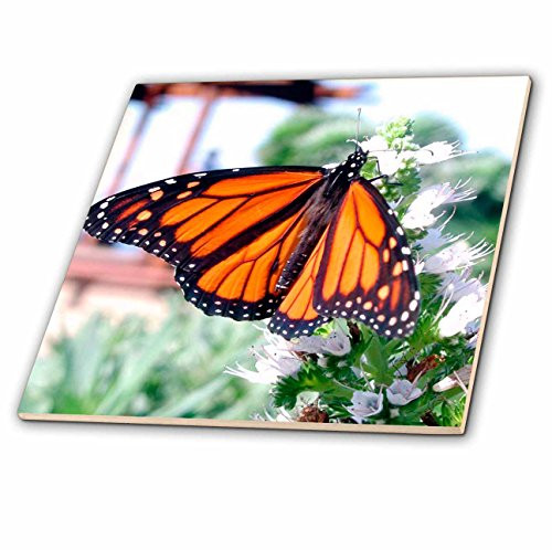 3dRose ct_1106_2 Monarch Butterfly Ceramic Tile, 6-Inch