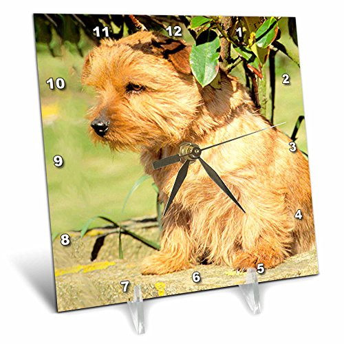 3dRose LLC Norfolk Terrier Desk Clock, 6 by 6-Inch