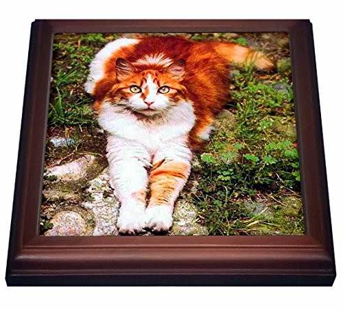 3dRose trv_574_1 Orange Cat Trivet with Ceramic Tile, 8 by 8", Brown