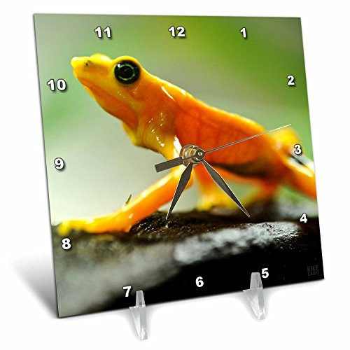 3dRose dc_10374_1 Desk Clock, Orange Tree Frog Walking, 6 by 6-Inch