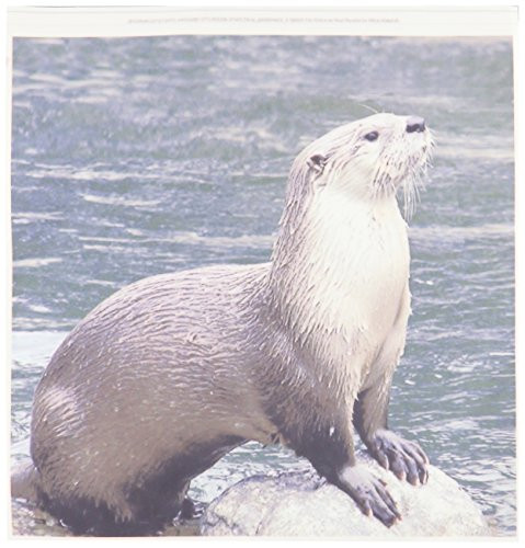 3dRose Otter Iron on Heat Transfer for White Material, 10 by 10-Inch