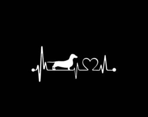 Chase Grace Studio Dachshund Dogs Weiner Dog Vinyl Decal Sticker|WHITE|Cars Trucks Vans SUV Laptops Wall Art|7.5" X 3.5"|CGS796 Chase Grace Studio Dachshund Dogs Weiner Dog Vinyl Decal Sticker|WHITE|Cars Trucks Vans SUV Laptops Wall Art|7.5" X 3.5"|CGS796
