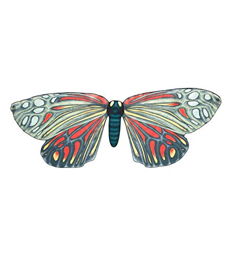 Magnificent Moth Wings, 48-Inch Wingspan, Campylotes