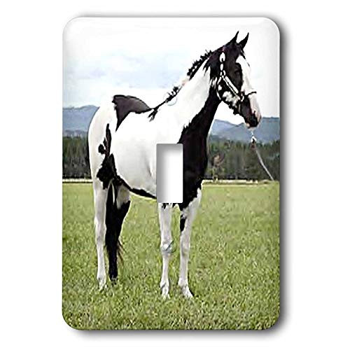 3dRose lsp_672_1"Paint Horse Single Toggle Switch
