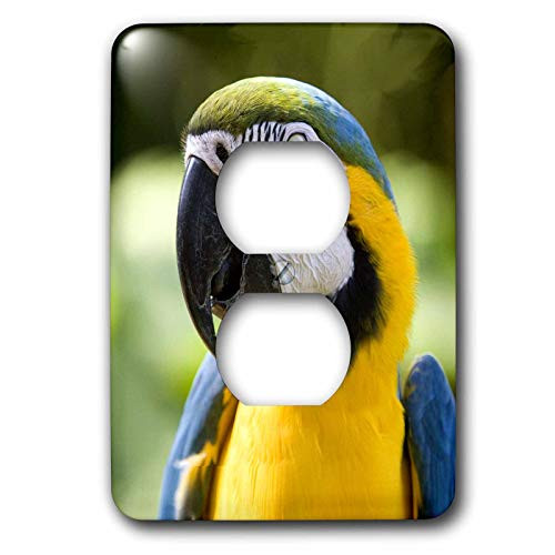 3dRose lsp_4032_6 Parrot 2 Plug Outlet Cover