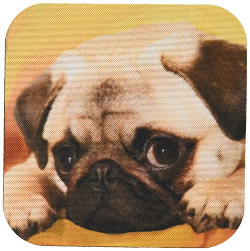 3dRose LLC cst_3644_2 Pug Soft Coasters, Set of 8
