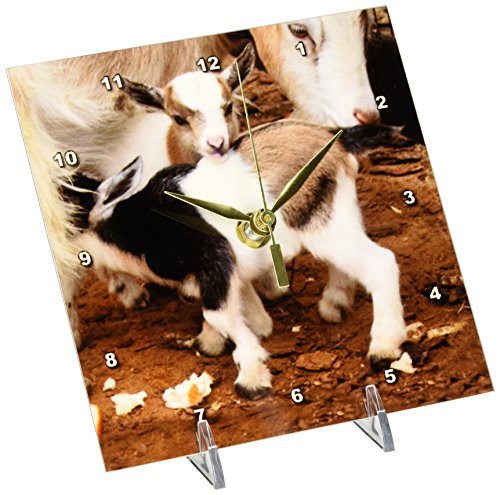3dRose LLC Pygmy Goat Family Desk Clock, 6 by 6-Inch