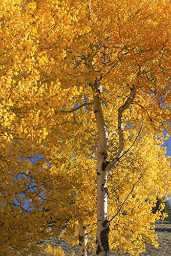 Posterazzi Quaking Aspen (Populus tremuloides) in autumn colours Grand Teton National Park Wyoming United States of America Poster Print, (12 x 19)
