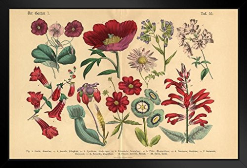 Red Exotic Flowers Victorian Botanical Illustration Black Wood Framed Art Poster 20x14