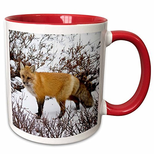 3dRose 209878_5 Fox in Winter, Wildlife Area, Churchill, MB, Canada. Ceramic Mug, 11 oz, Red/White