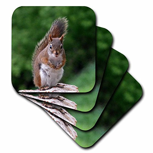3dRose cst_22427_4 Red Squirrel with Attitude Ceramic Tile Coasters, Set of 8
