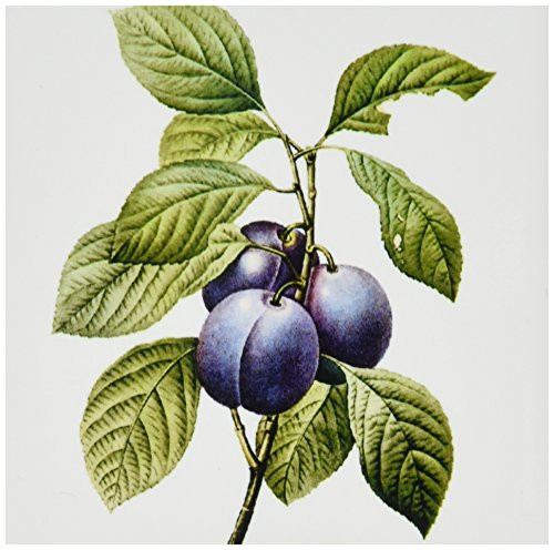 3dRose ct_106855_1 Redoute Vintage Watercolor Fruit Garden Plums Prunus Domestica-Ceramic Tile, 4-Inch 3dRose ct_106855_1 Redoute Vintage Watercolor Fruit Garden Plums Prunus Domestica-Ceramic Tile, 4-Inch