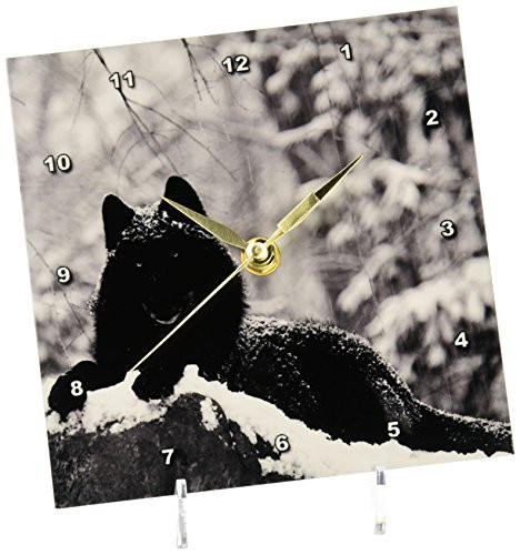 3dRose dc_100280_1 Rocky Mountain Wolf, Black White-Desk Clock, 6 by 6-Inch