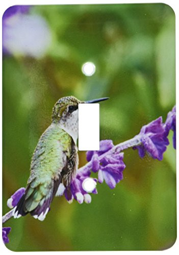 3dRose lsp_207100_1"Ruby throated Hummingbird at Mexican Bush Sage, Marion Co IL Single Toggle Switch
