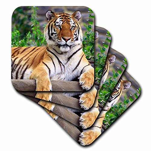 3dRose CST_3132_4 Siberian Tiger Ceramic Tile Coasters, Set of 8