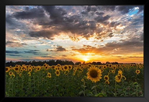 Sunflower Field Sunset Tuscany Italy Landscape Photo Black Wood Framed Art Poster 20x14