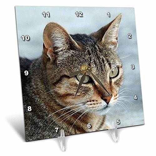 3dRose dc_16934_1 Desk Clock, Tabby Cat Portrait, 6 by 6-Inch 3dRose dc_16934_1 Desk Clock, Tabby Cat Portrait, 6 by 6-Inch