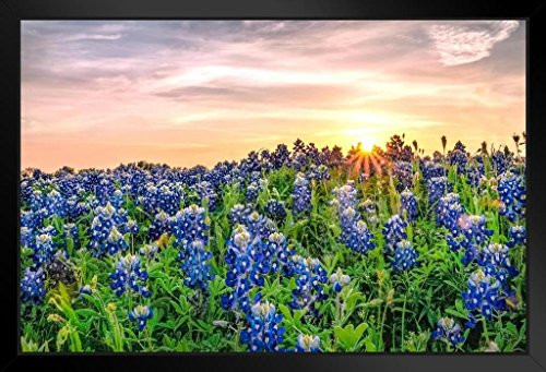 Texas Bluebonnets at Sunset Photo Black Wood Framed Art Poster 20x14