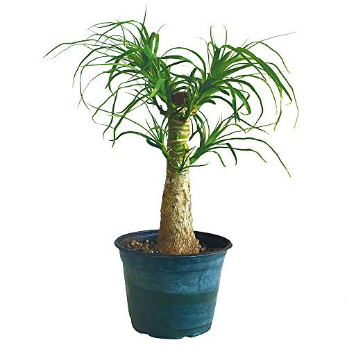 Brussel's Bonsai Brussel's Live Ponytail 6" Plastic Pot, Medium, Guatemalan Red Pony Tail Palm