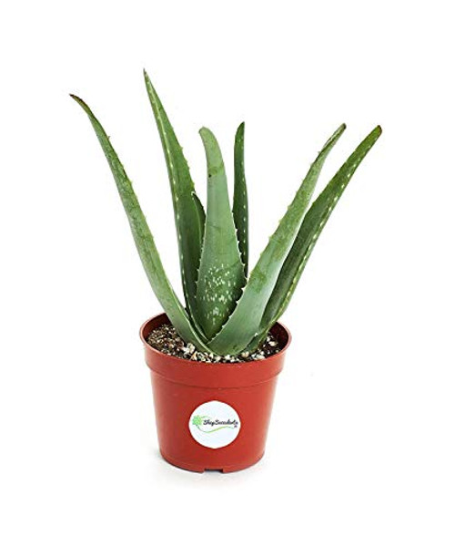 Shop Succulents | Standing Collection | Hand Selected, Air Purifying Live Aloe Vera Indoor House Plant in 4" Grow Pot, Single, Green