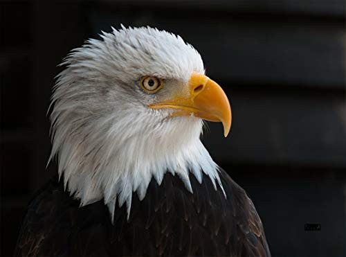 American Bald Eagle Head Kitchen Glass Cutting Board Barn Decorative Gift American Bald Eagle Patriotic Design