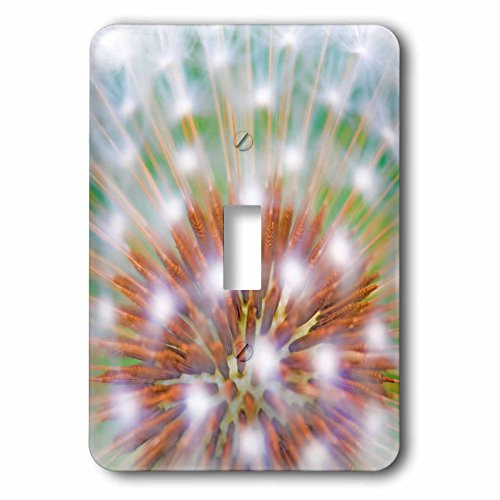 3dRose lsp_209494_1 USA, Washington, Bainbridge Island Abstract of dandelion seed head Single Toggle Switch