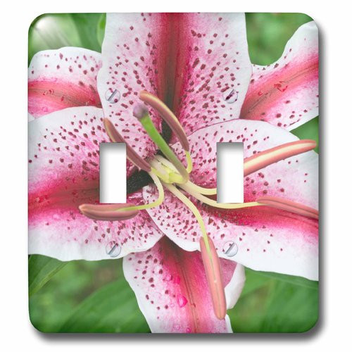 3dRose lsp_209387_2"USA, Washington, Bellevue, Lily Double Toggle Switch