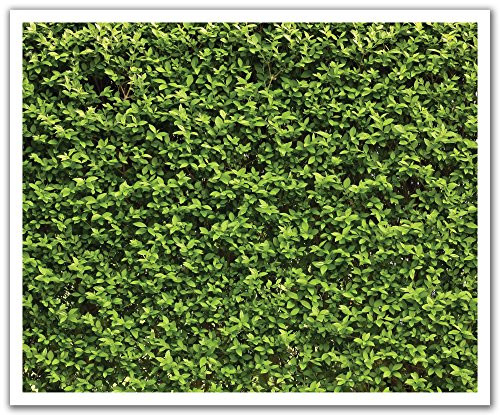 JP London POS2549 U-Strip Peel and Stick the Hedge Deep Woods Forest Removable Wall Decal Sticker Mural,  19.75" by 24"