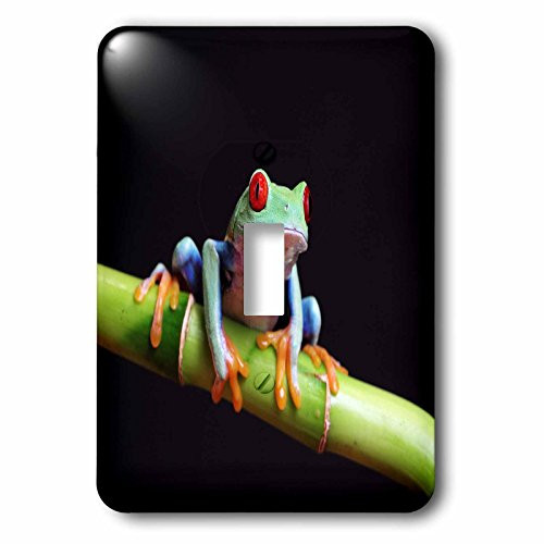 3dRose lsp_80758_1 Very Colorful Tropical Frog Close-up Single Toggle Switch
