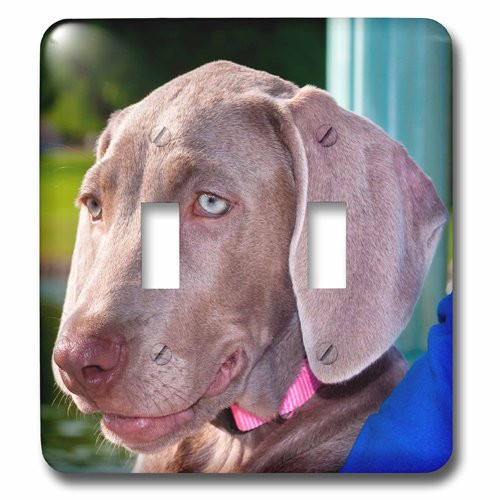 3dRose lsp_206583_2 Weimaraner Puppy Portrait Double Toggle Switch