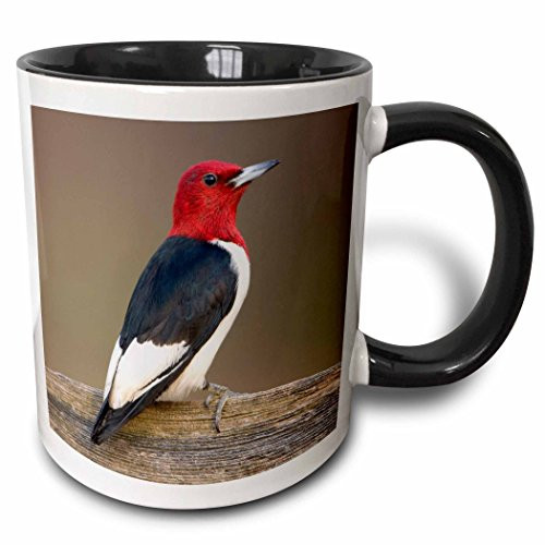 3dRose Headed Woodpecker On Fence Marion, Illinois, Usa Mug, 11 oz, Black/Red 3dRose Headed Woodpecker On Fence Marion, Illinois, Usa Mug, 11 oz, Black/Red