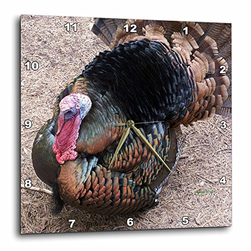 3dRose DPP_20069_1 Wild Turkey Wall Clock, 10 by 10-Inch