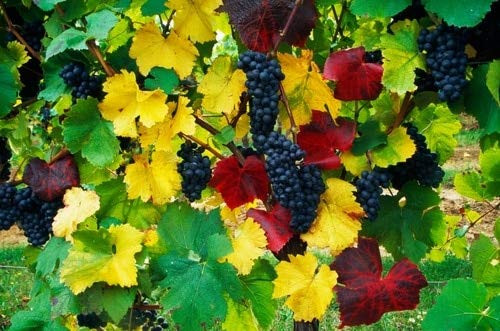 Posterazzi Wine grapes on vine autumn color Willamette Valley Oregon united states Poster Print, (9 x 27)